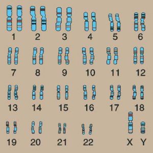 chromosomen