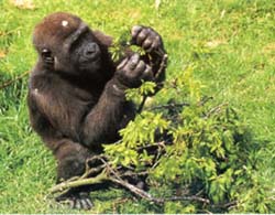 bedreiging andere levende wezens