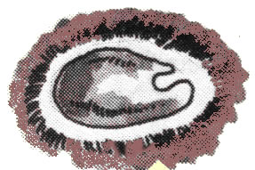 embryo