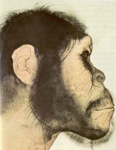 homo erectus