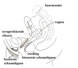 orgasme vrouw