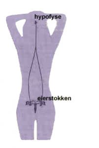 puberteit meisjes