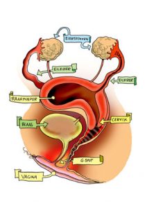 vrouwelijke geslachtsorganen