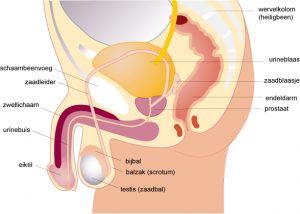 geslachtsorganen jongen