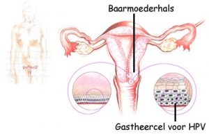 HPV