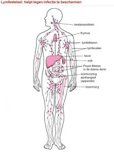 lymfestelsel