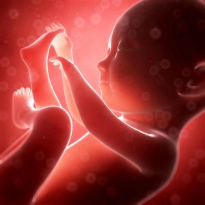 van embryo naar baby