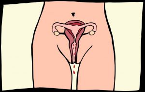 menstruatie & ovulatie