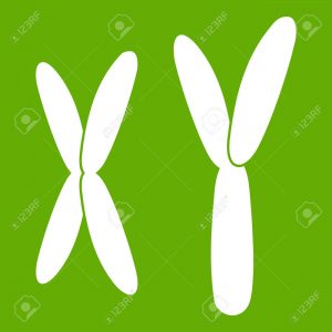 x & y chromosomen